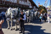 Cannstatter Volksfest 2023 - Stuttgart - Bilder - Begehrtes Fotomotiv sind die Kaltblüter. Auch. • © kirmesecke.de - Christian Schön